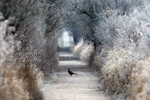 Pheasants by Betty Fold Gallery